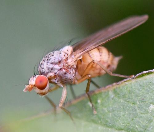 Réf. 268 942 : Meiosimyza pallidiventris